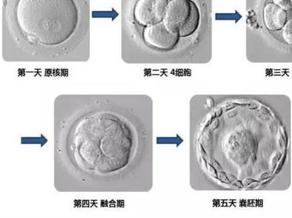 北京试管婴儿医院排名是怎样的？